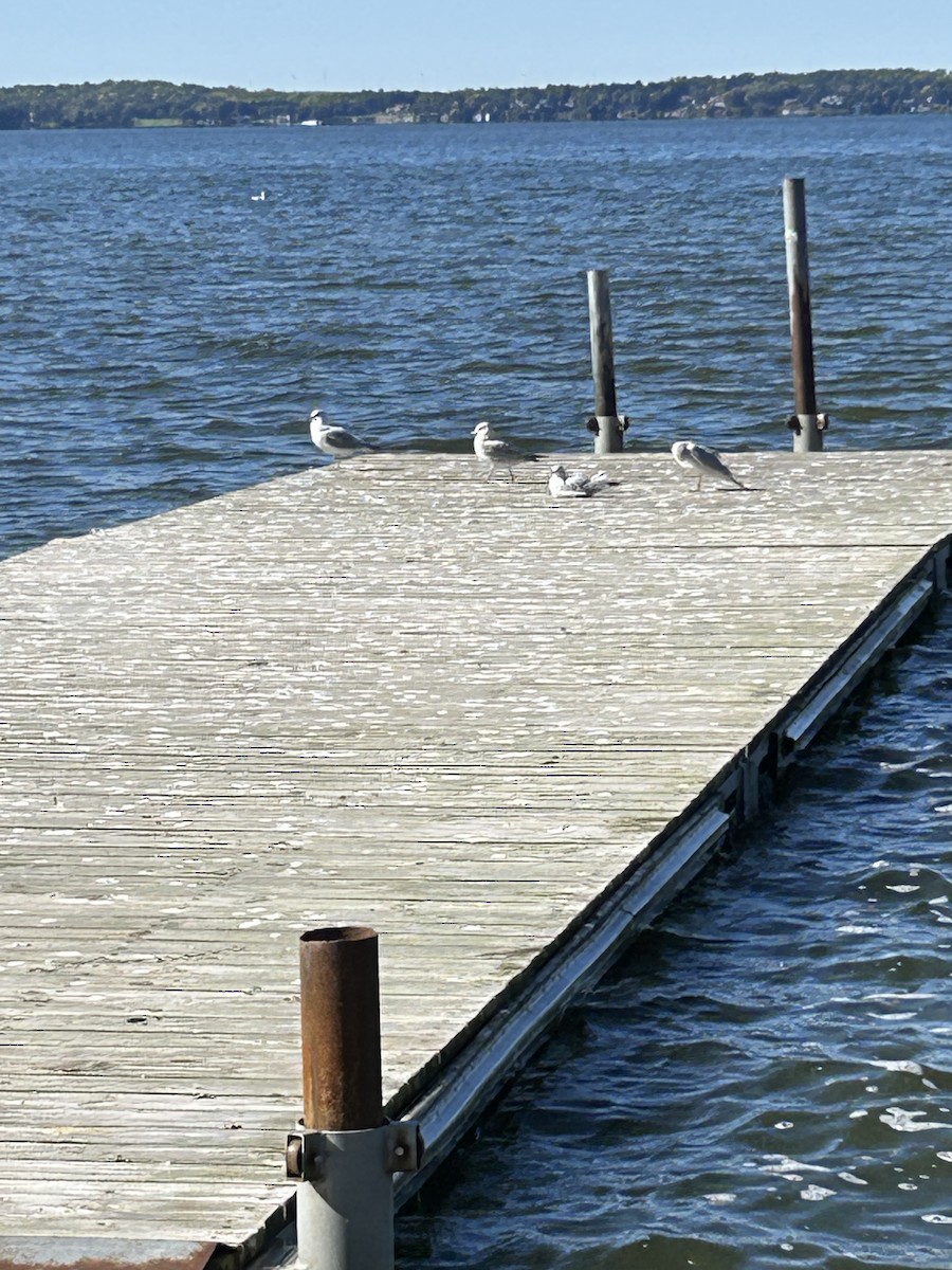 Ring-billed Gull - ML643394069