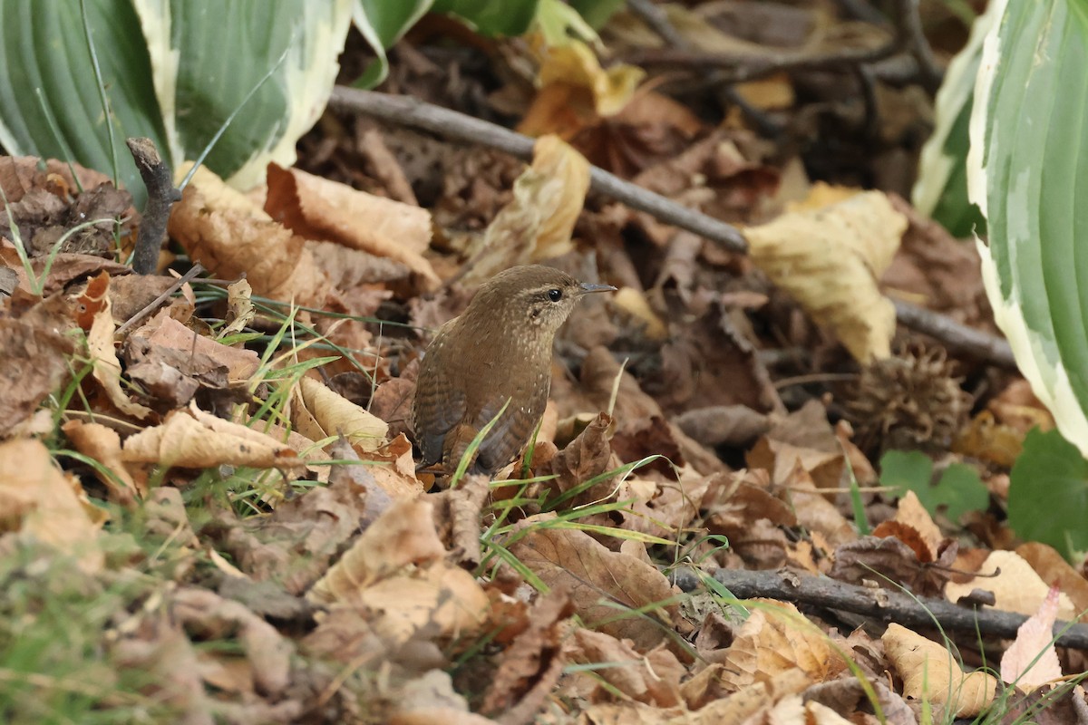 Winter Wren - ML643394070