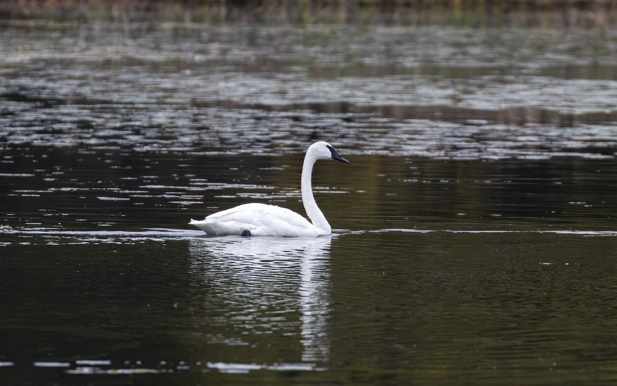 Trumpeter Swan - ML643394071