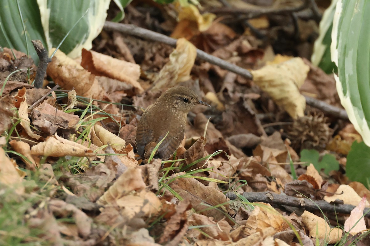 Winter Wren - ML643394074