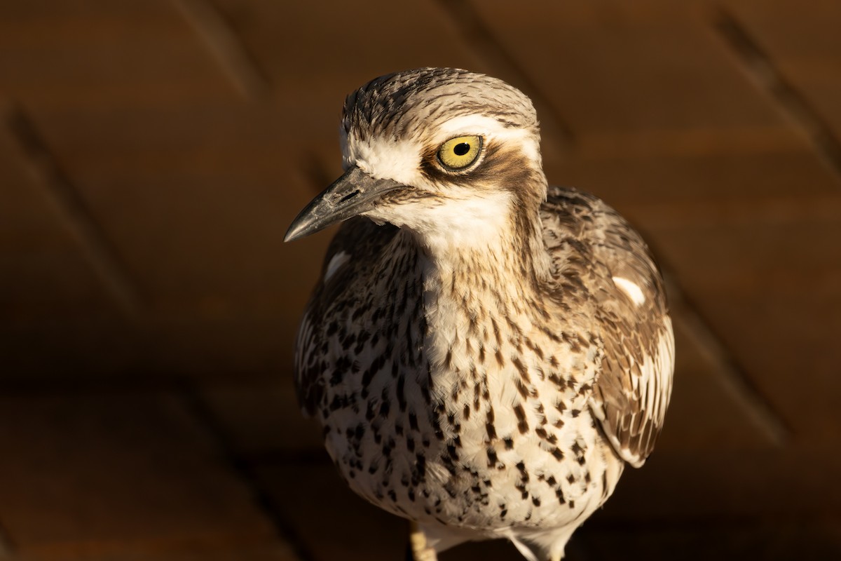 Bush Thick-knee - ML643394078