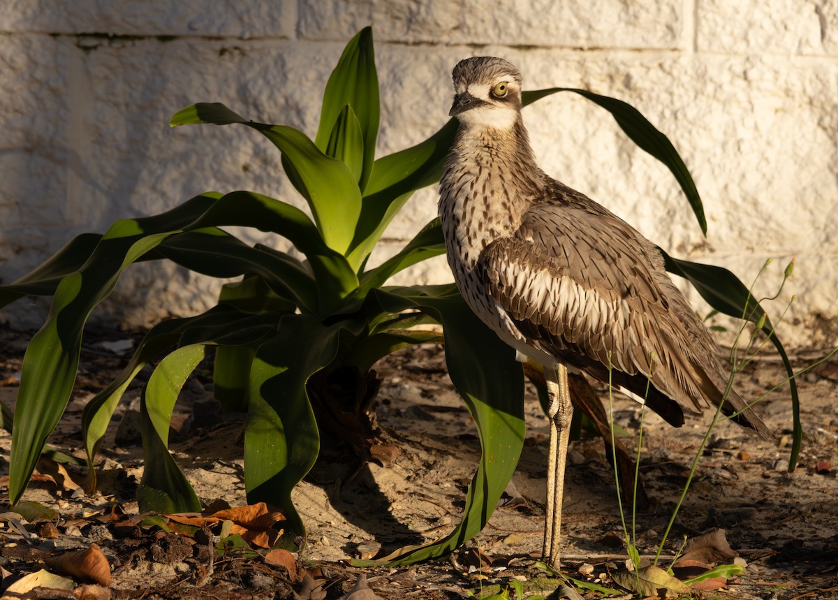 Bush Thick-knee - ML643394079