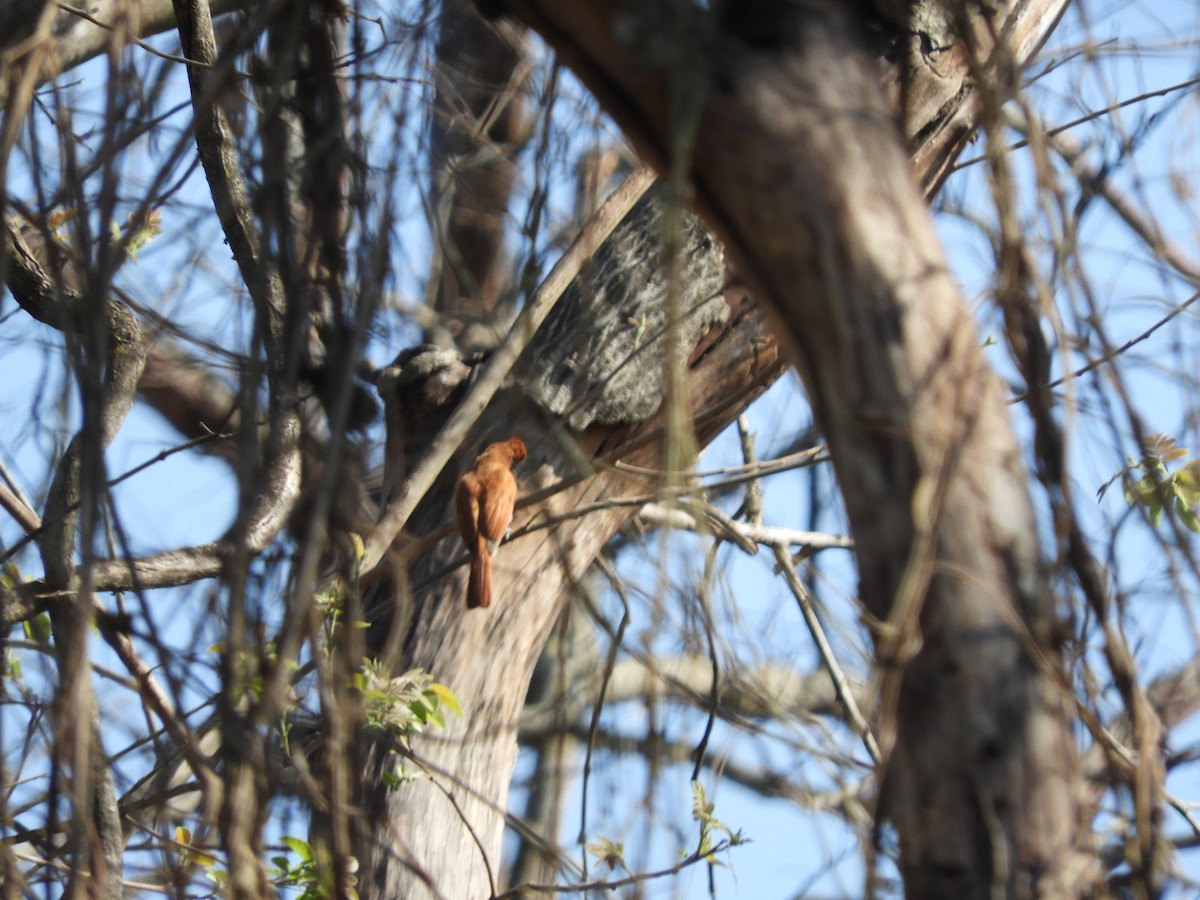 Plumbeous Kite - ML643394081