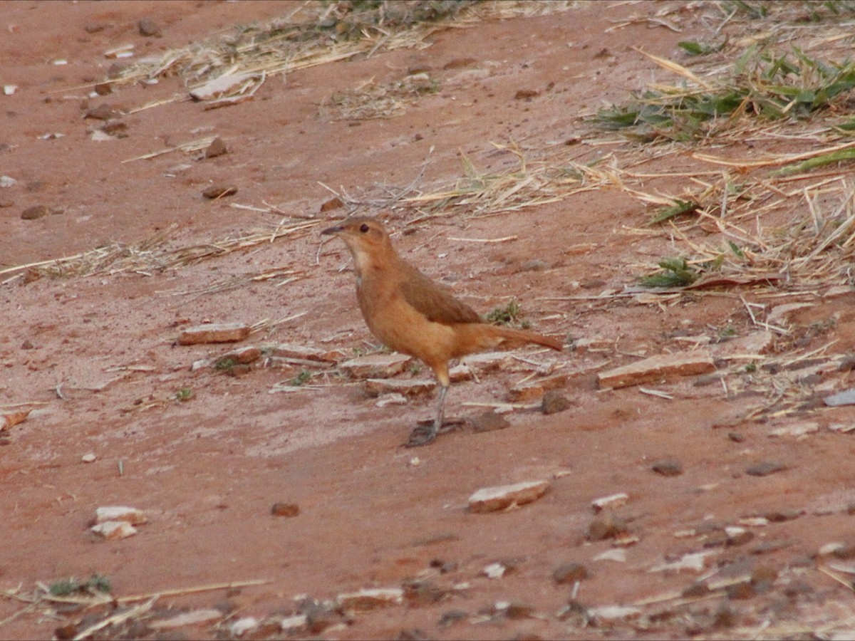 Rufous Hornero - ML643394082