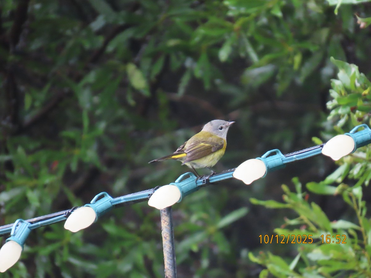 American Redstart - ML643394083