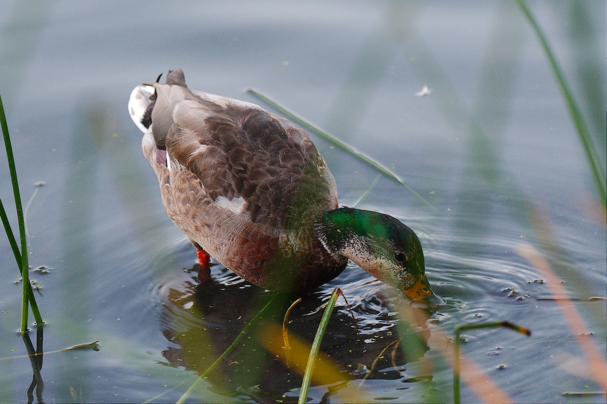 Mallard - ML643394084