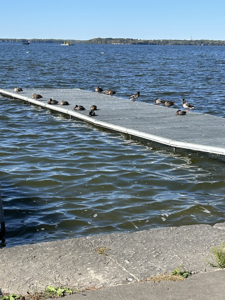 Mallard - ML643394085