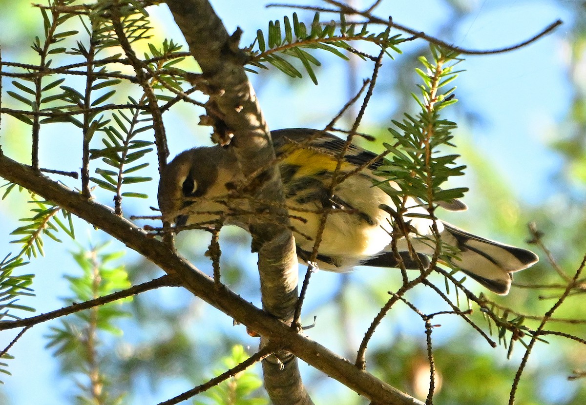 Yellow-rumped Warbler - ML643394087