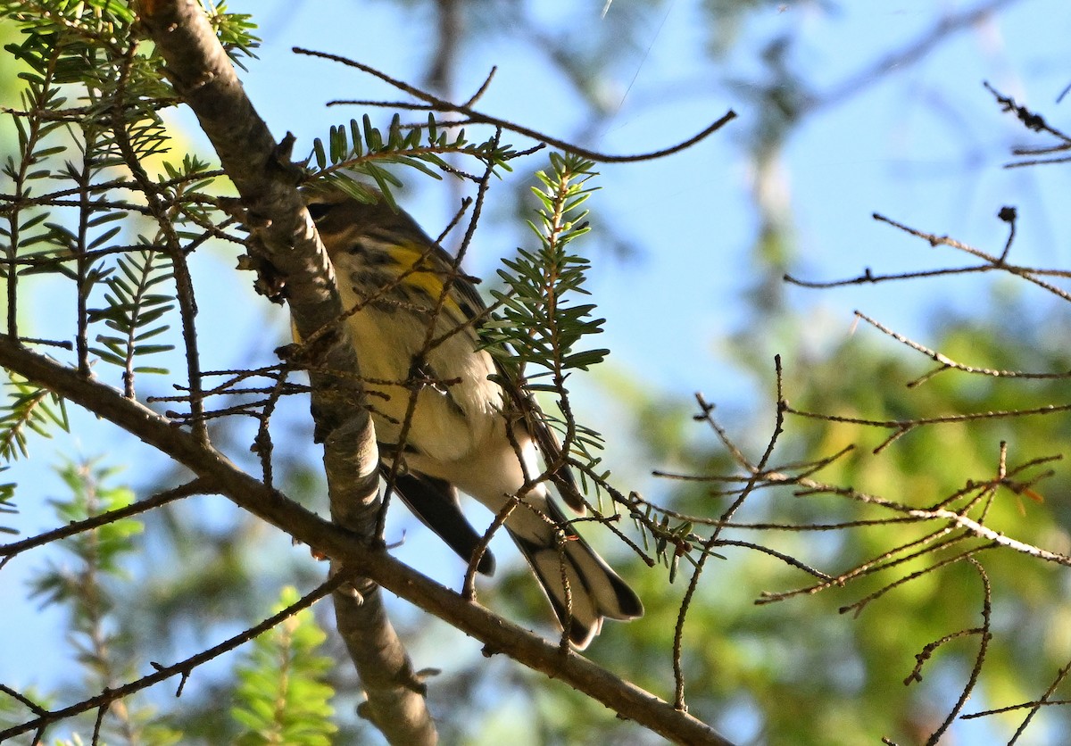Yellow-rumped Warbler - ML643394088