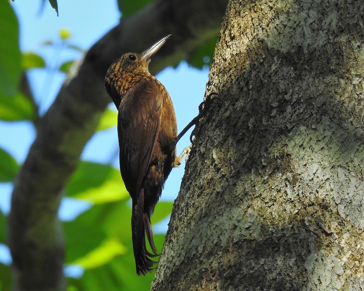 Cocoa Woodcreeper - ML643394091