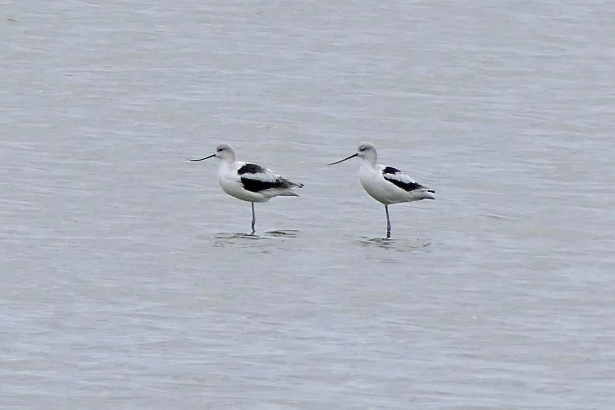 American Avocet - ML643394092