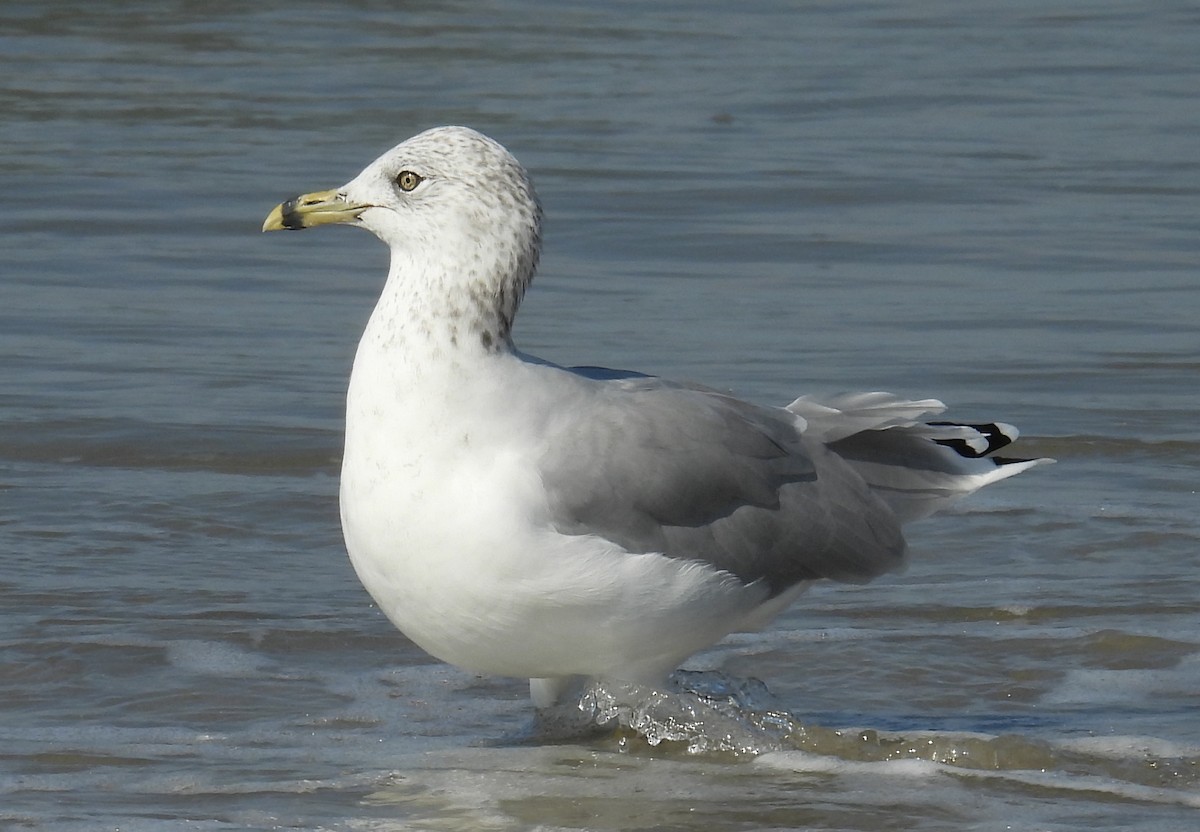 Ring-billed Gull - ML643394093