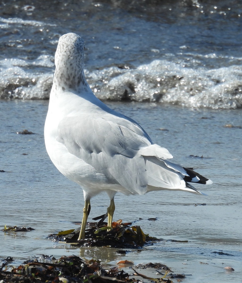 Ring-billed Gull - ML643394094