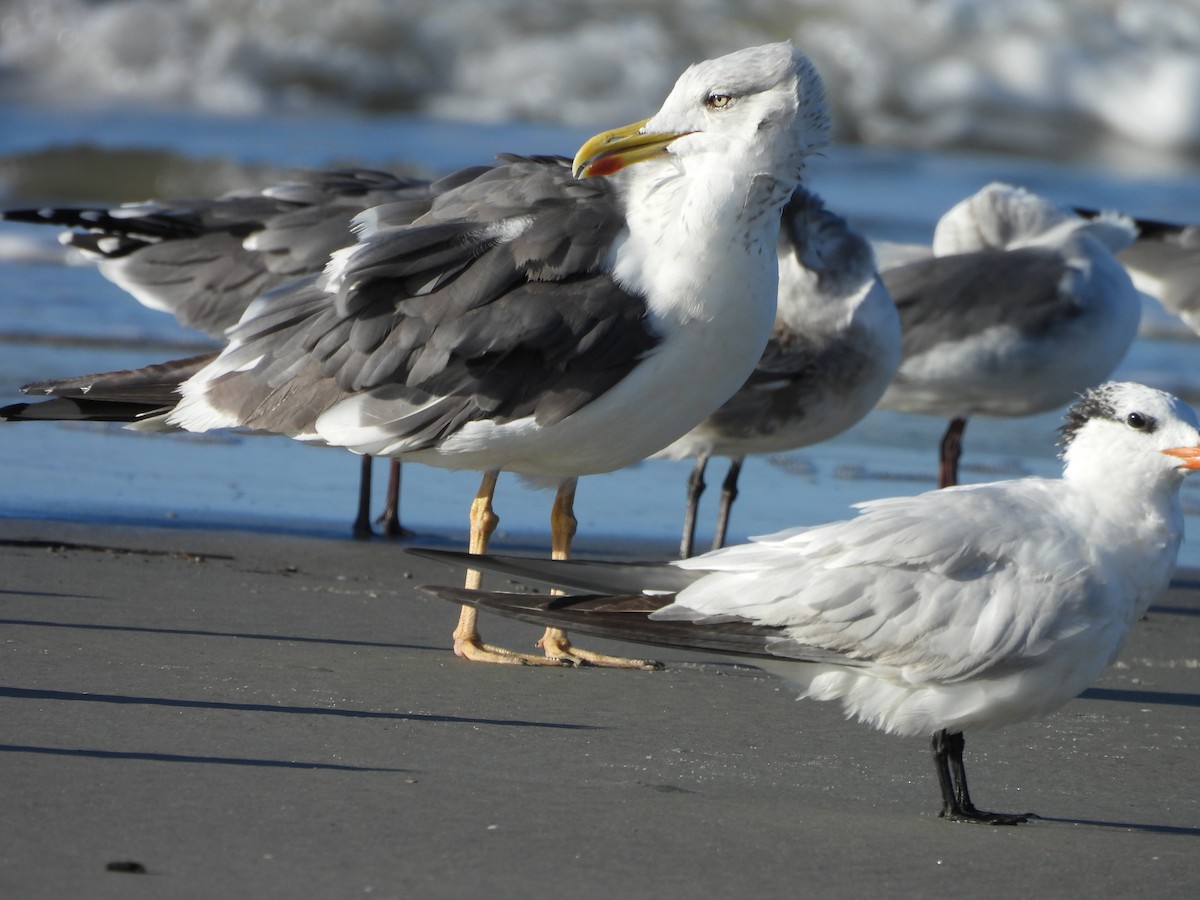Lesser Black-backed Gull - ML643394095