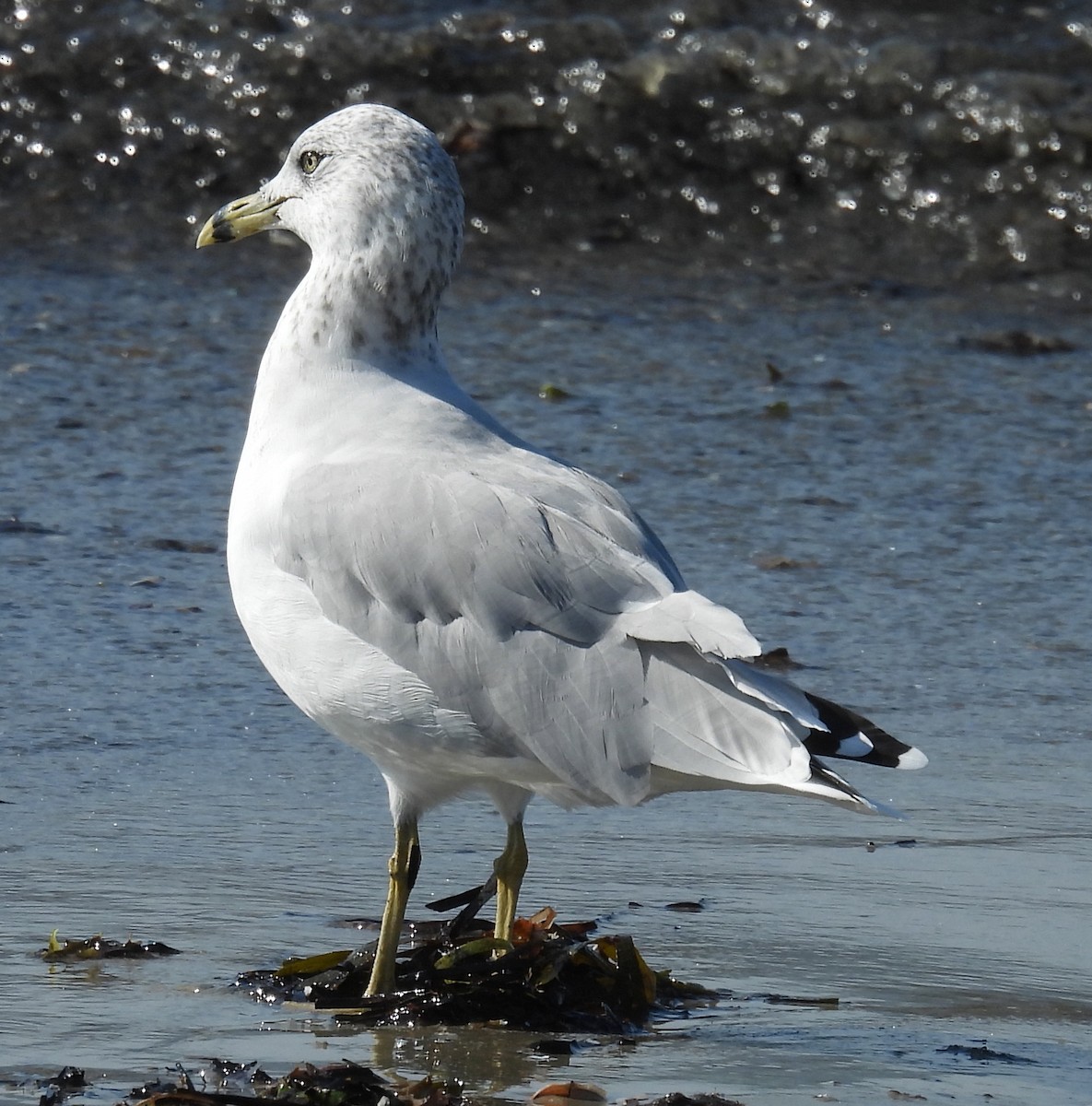 Ring-billed Gull - ML643394096