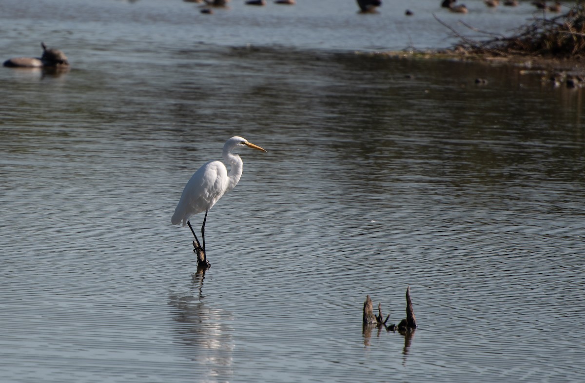 Great Egret - ML643394099