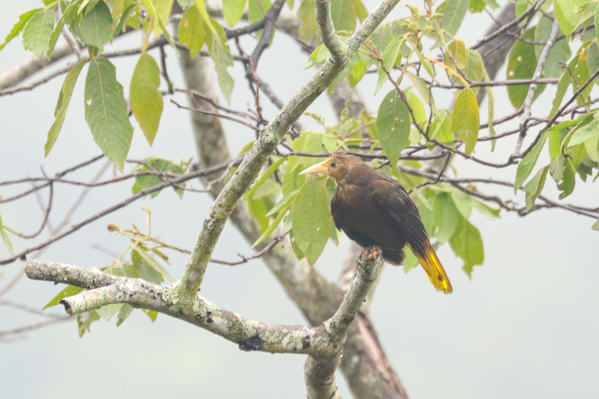 Russet-backed Oropendola - ML643394100