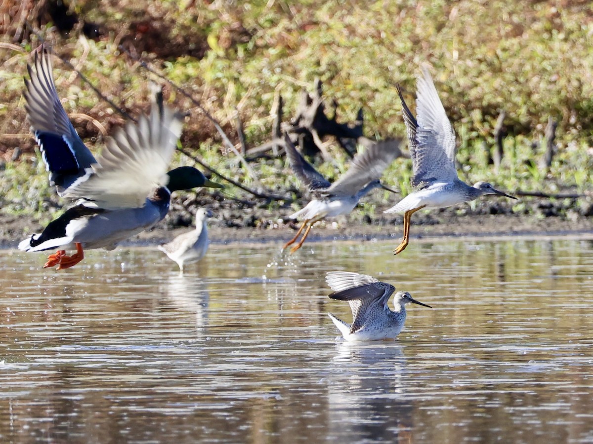 Greater Yellowlegs - ML643394102