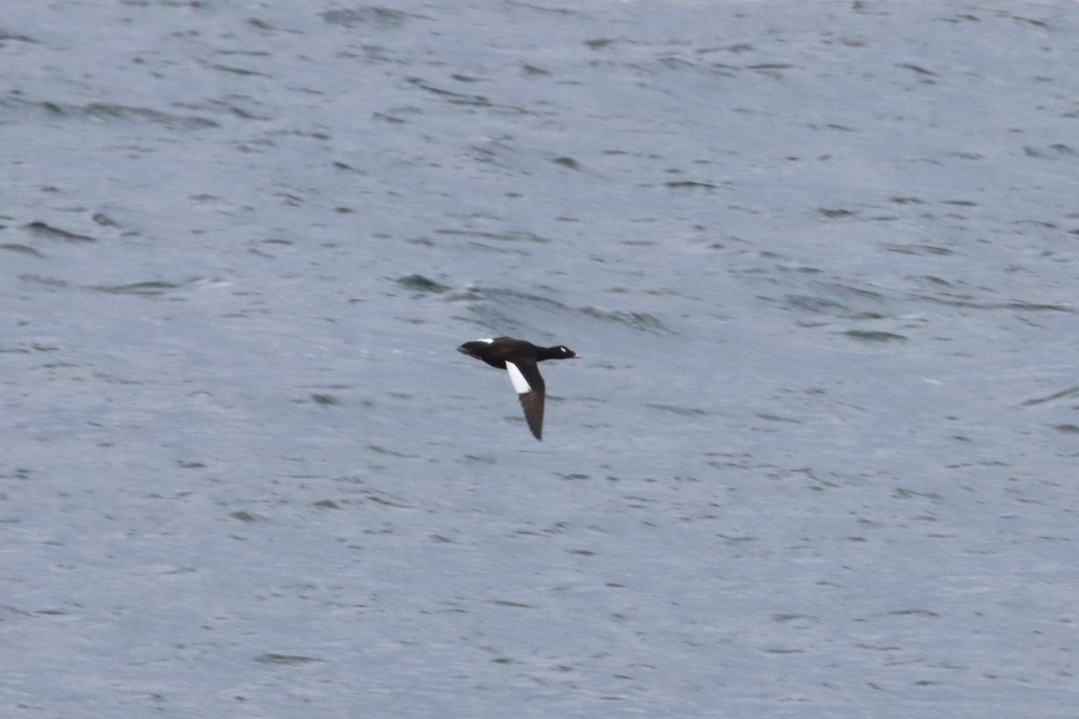White-winged Scoter - ML643394103