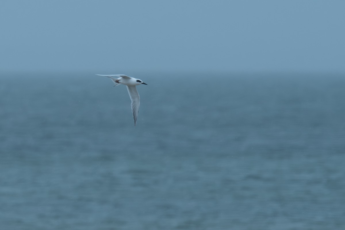 Forster's Tern - ML643394106