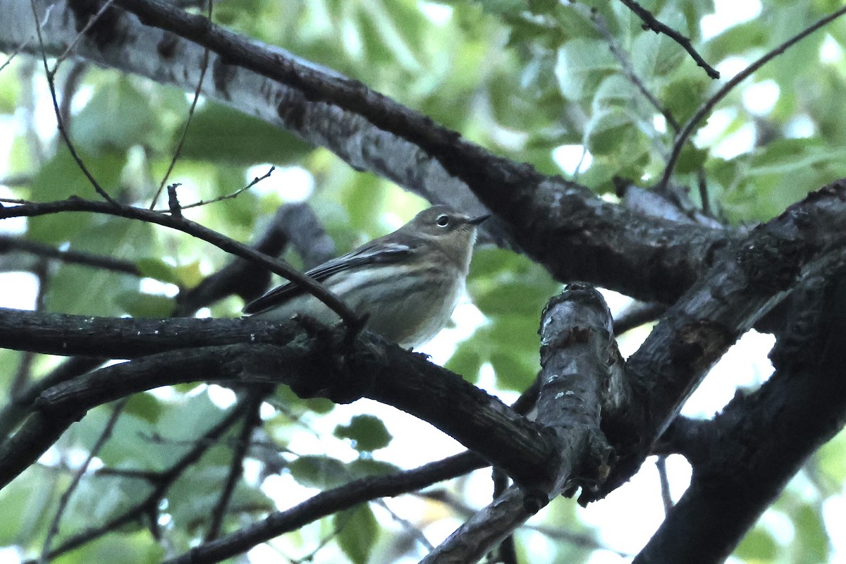 Yellow-rumped Warbler - ML643394107