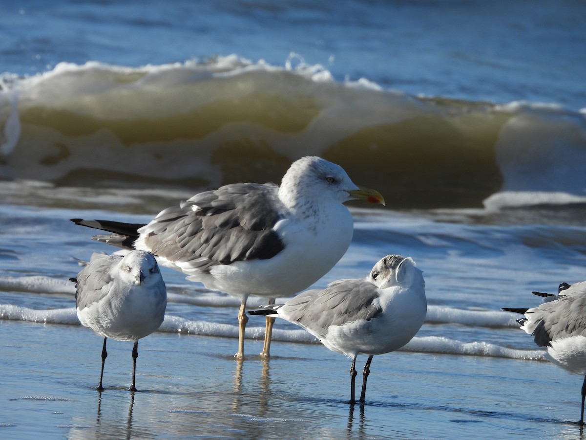Lesser Black-backed Gull - ML643394108