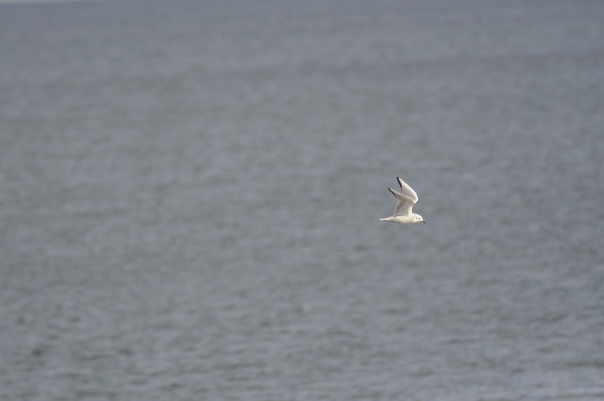 Bonaparte's Gull - ML643394109