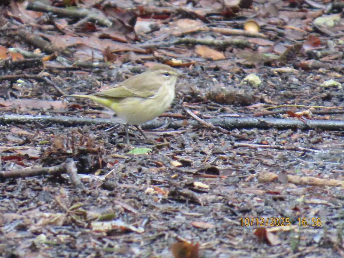 Palm Warbler - ML643394111