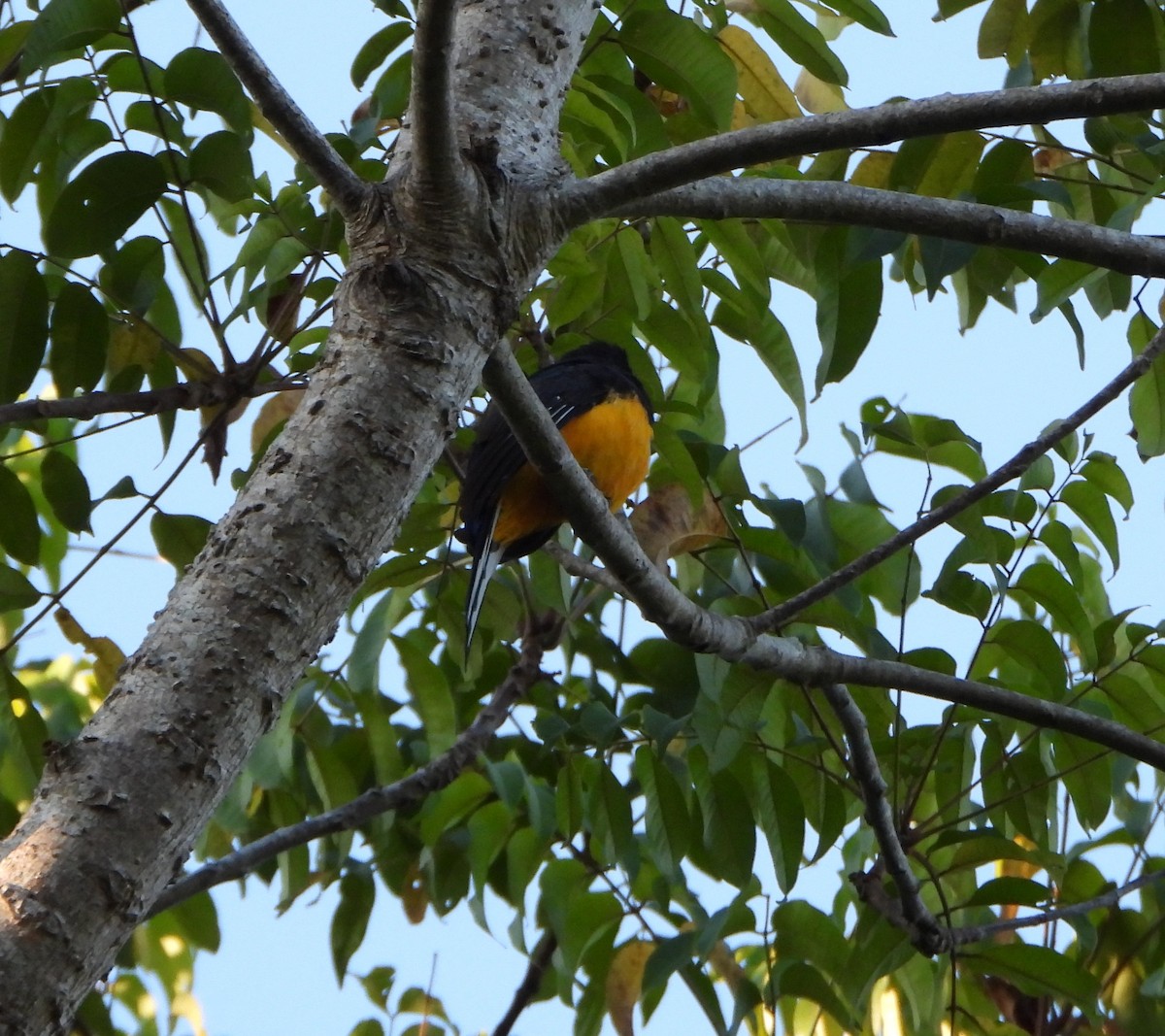 Green-backed Trogon - ML643394125