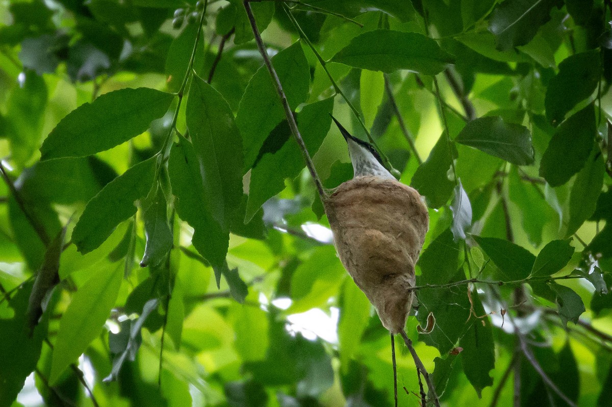 Black-eared Fairy - ML643394126