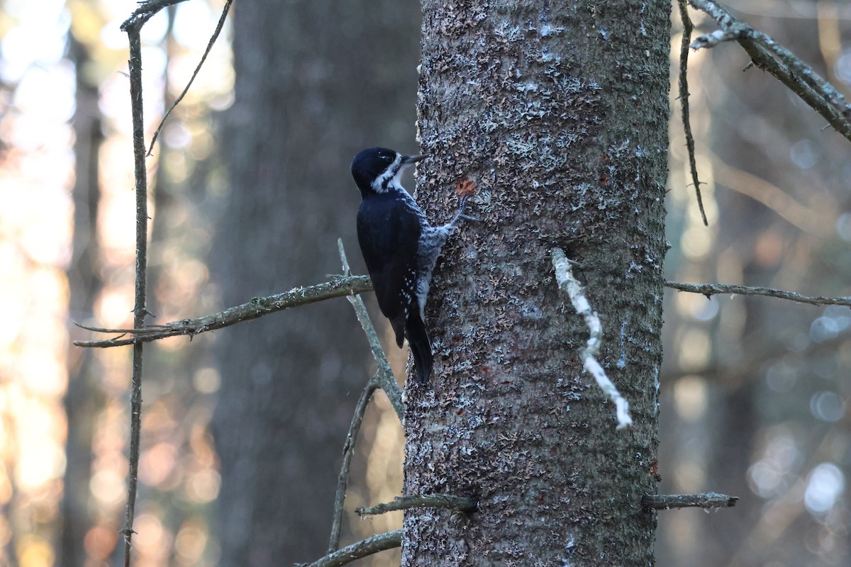 Black-backed Woodpecker - ML643394129