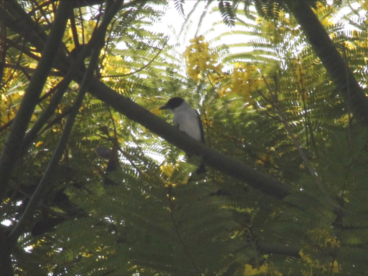 Black-crowned Tityra - ML643394131