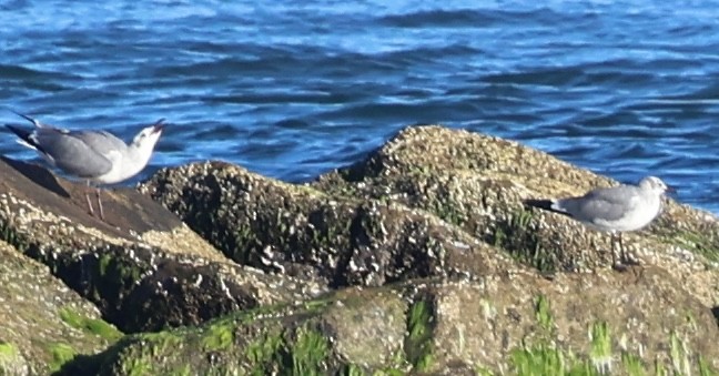 笑鷗 - ML643394133