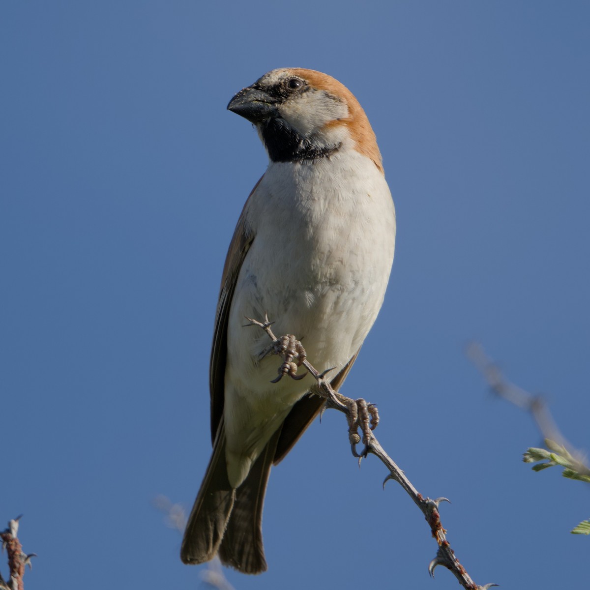 Gorrión Grande - ML643394136