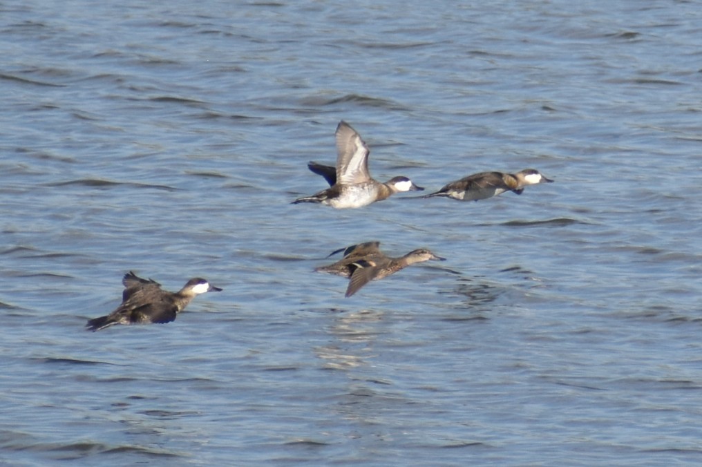 Ruddy Duck - ML643394139