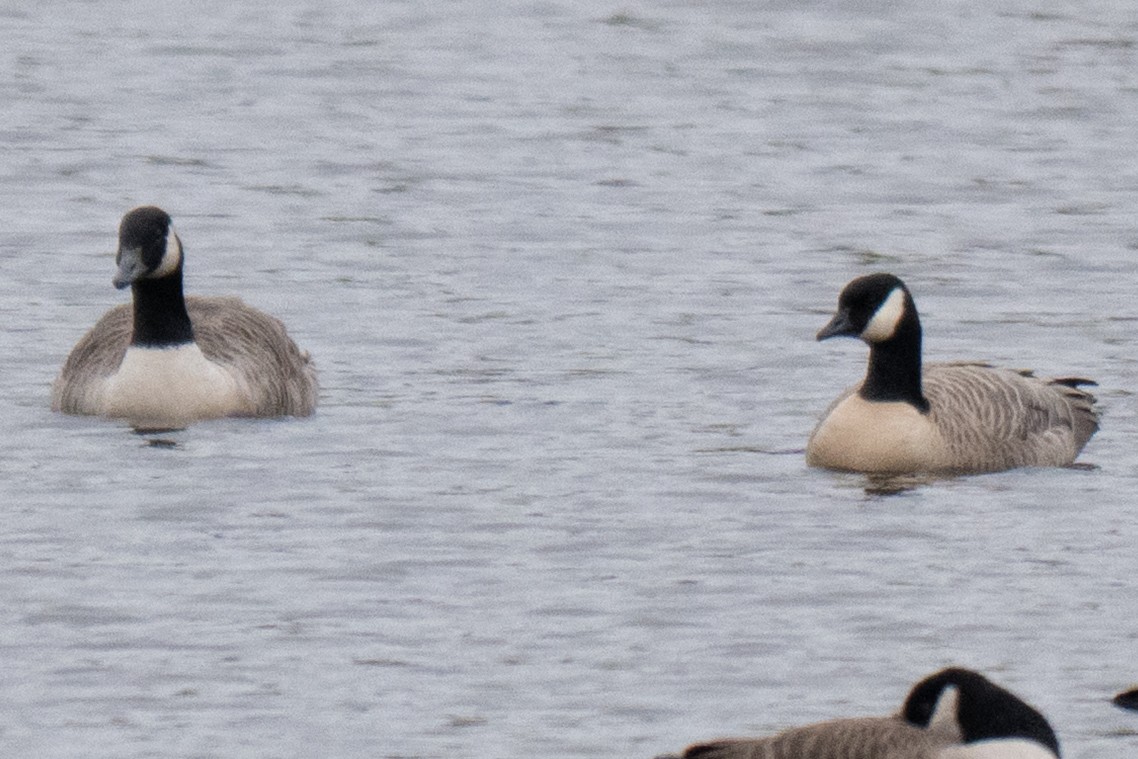 berneška malá - ML643394147