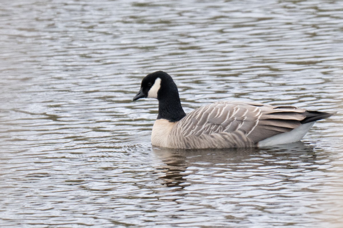 berneška malá - ML643394149