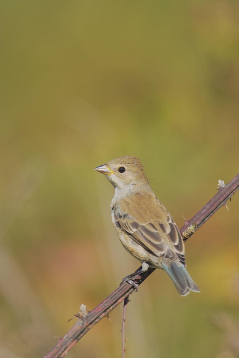 Indigo Bunting - ML643394155