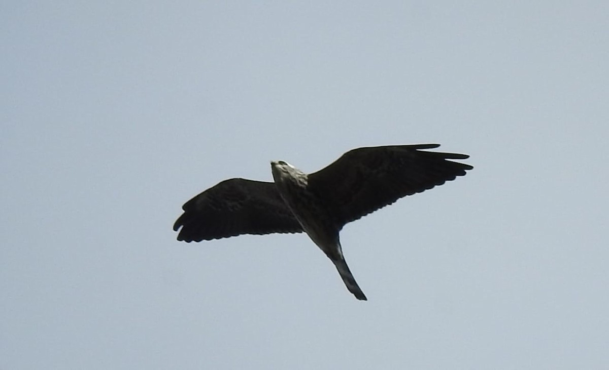 Mississippi Kite - ML643394158