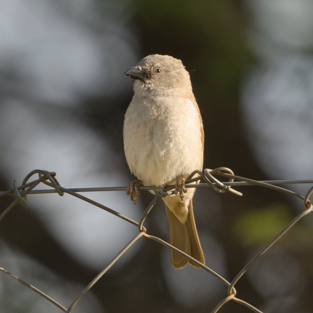 Southern Gray-headed Sparrow - ML643394160