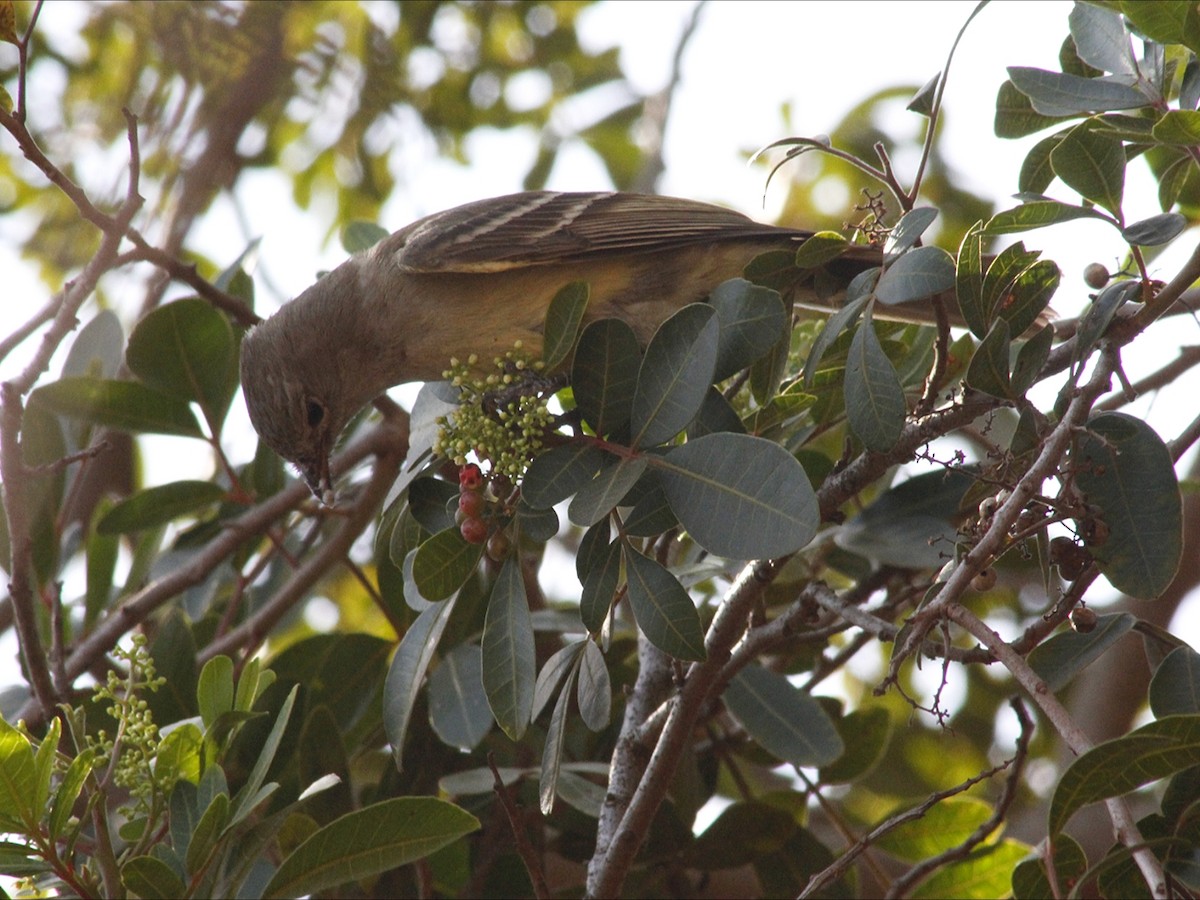 Yellow-bellied Elaenia - ML643394191