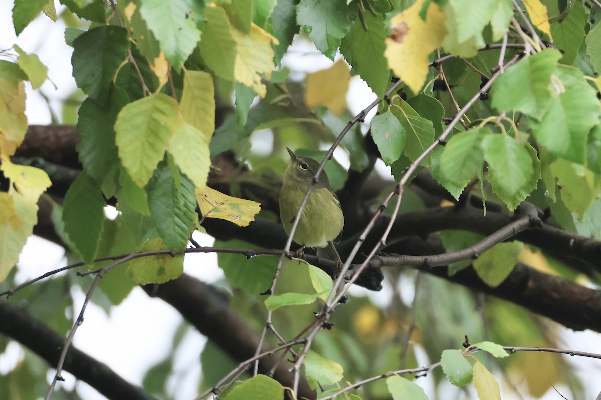 Orange-crowned Warbler - ML643394209