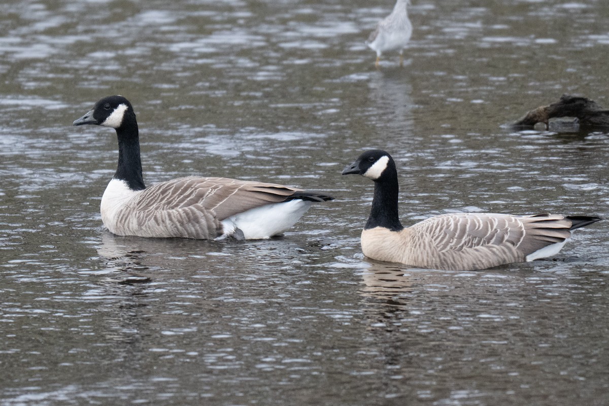 berneška malá - ML643394210