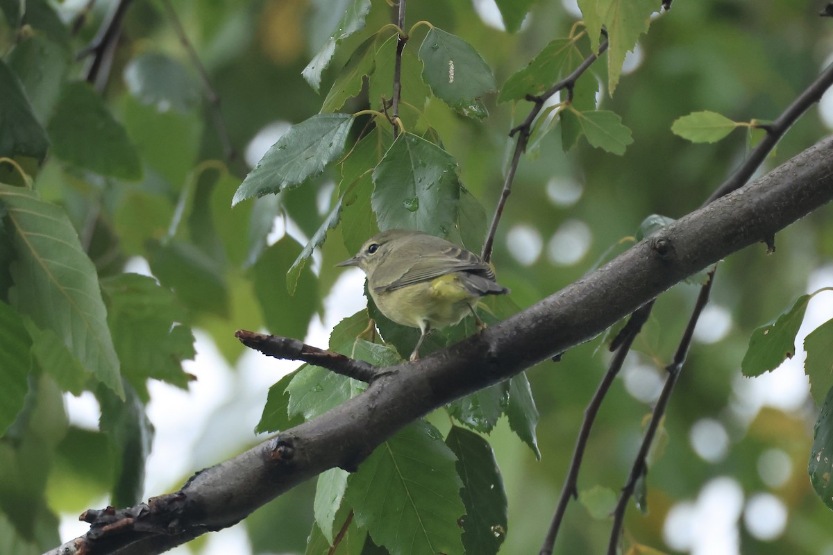 Orange-crowned Warbler - ML643394213