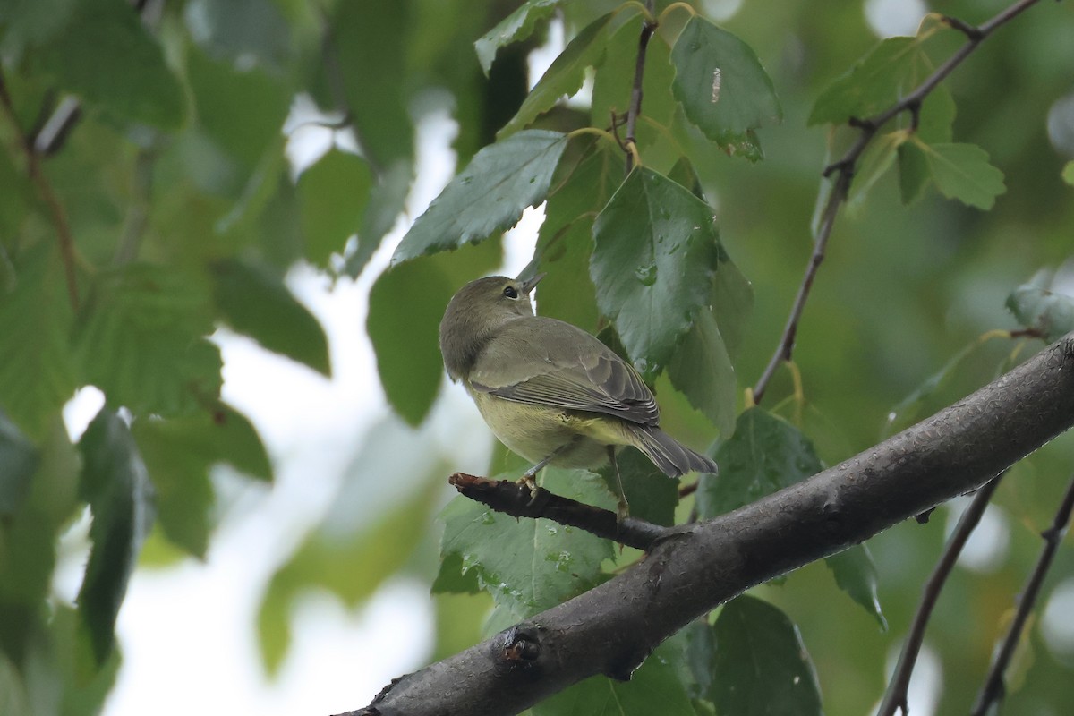 Orange-crowned Warbler - ML643394217