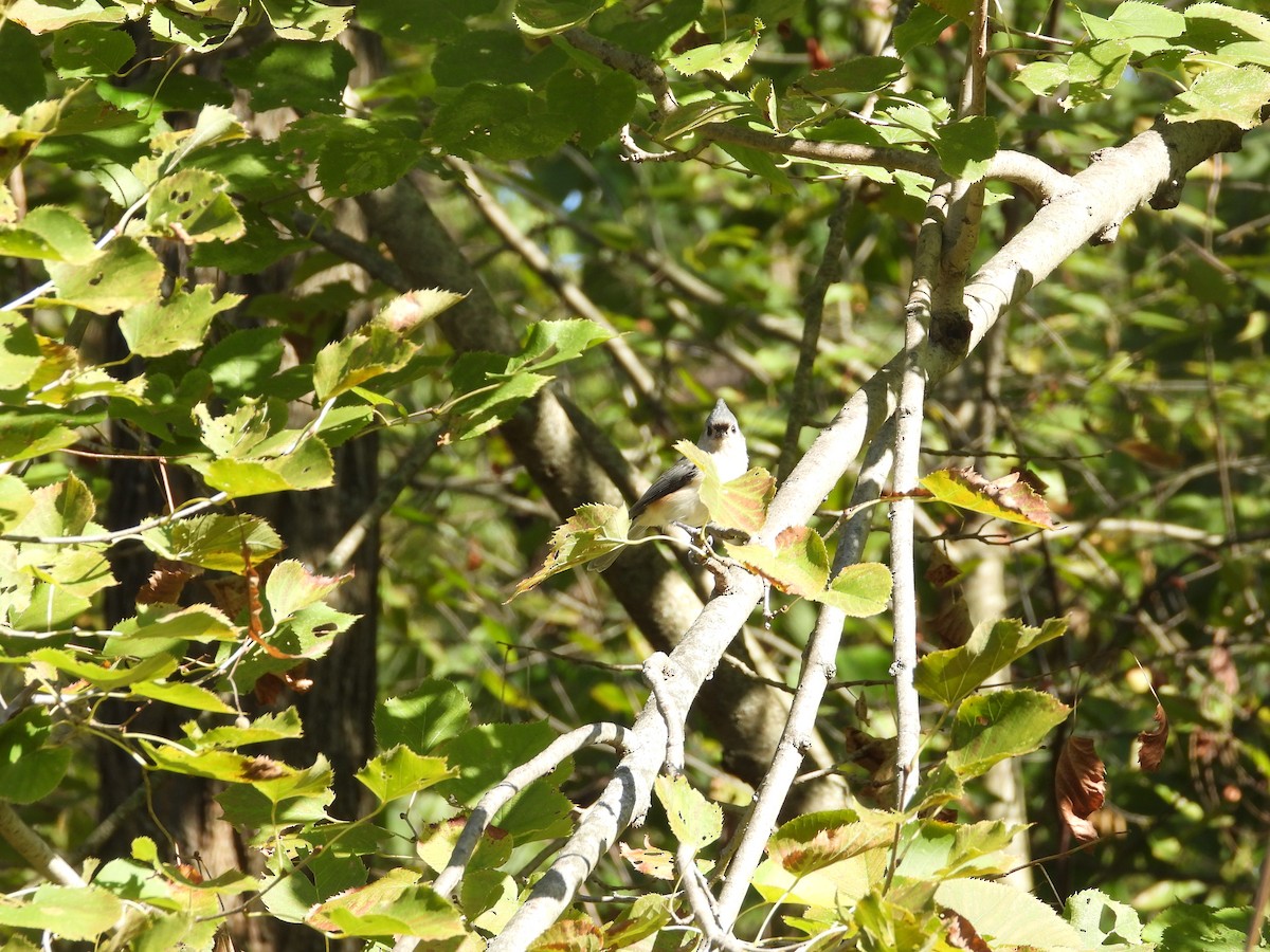 Tufted Titmouse - ML643394223
