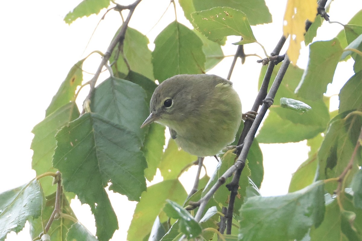 Orange-crowned Warbler - ML643394226