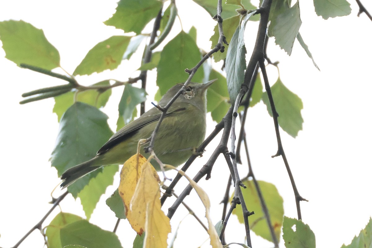 Orange-crowned Warbler - ML643394228