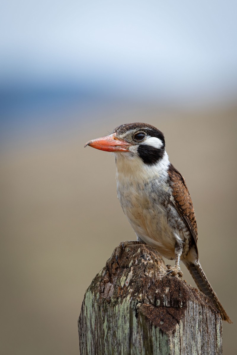 White-eared Puffbird - ML643394233