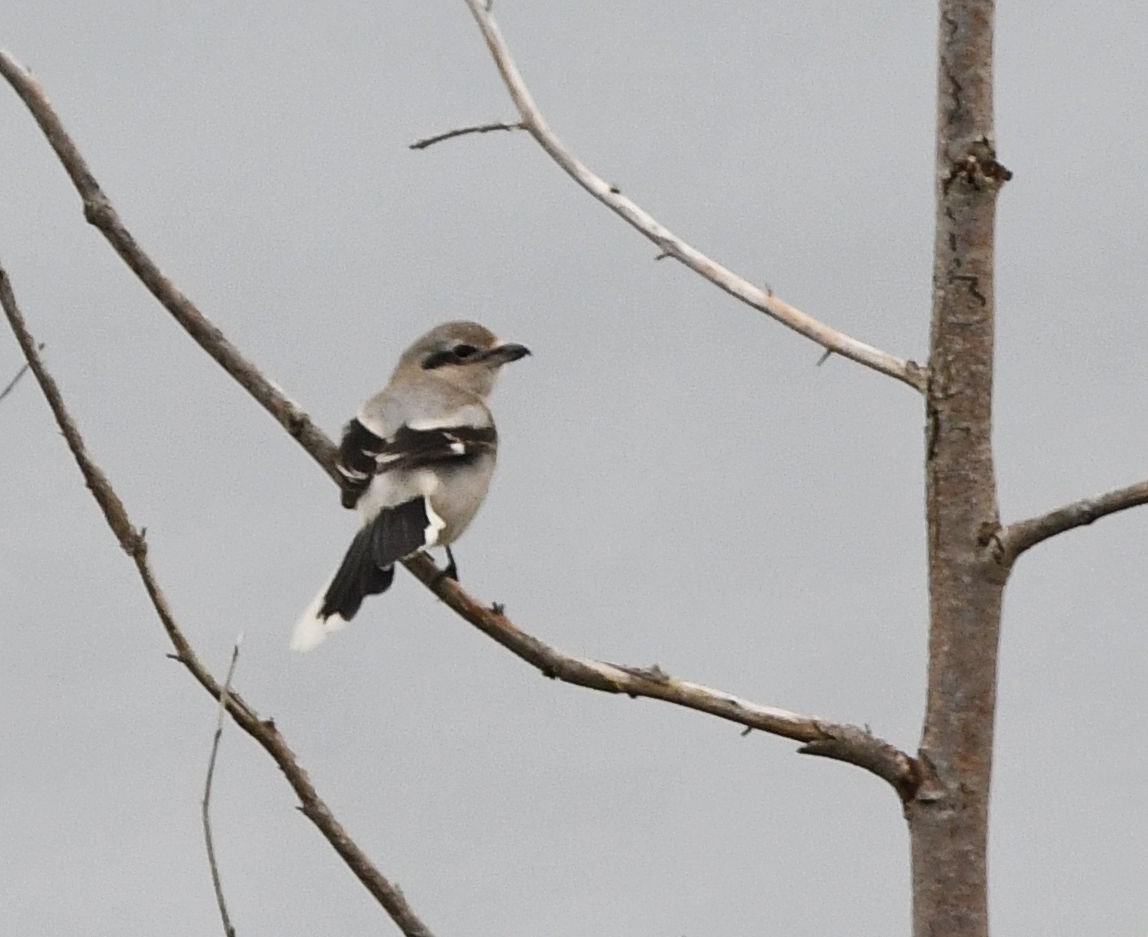 Alcaudón Boreal - ML643394244